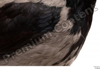 Carrion crow bird chest feathers 0001.jpg